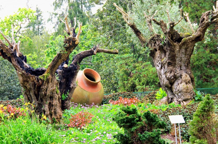 Les jardins tropicaux  à Monte,  lieu historique datant du XVIIIe siècle ! 