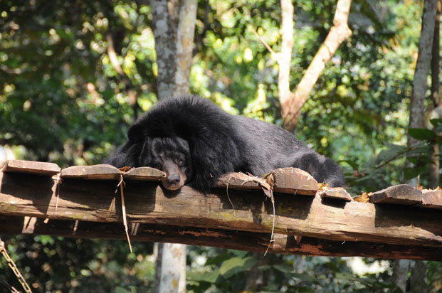 Un petit coup de bues ? Le petit ours d’Asie est une espèce protégée.