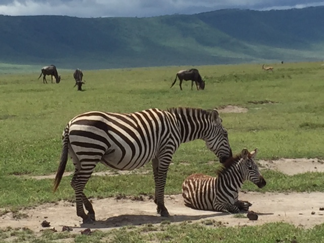 Tanzanie – Ngorogoro – 4.05.2015
