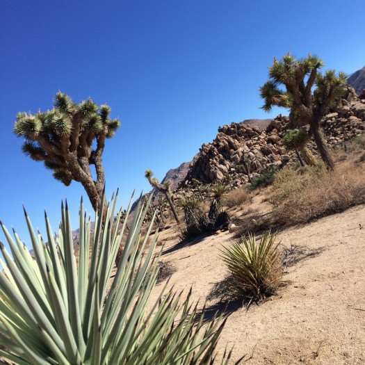 En plein désert Mojave, Joshua Tree n’est ni le plus célèbre ni le plus fréquenté des parcs américains, mais c’est ce côté sauvage qui lui donne son charme.