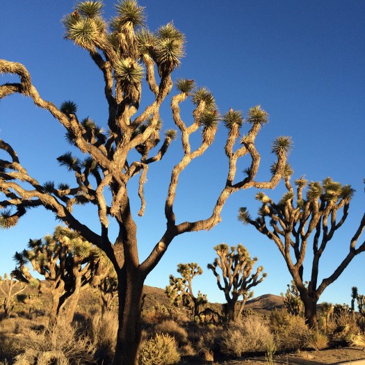 Dans le silence, au milieu de blocs de pierres blondes s’élèvent des drôles de silhouettes, touffues ou élancées, souvent torturées. C’est l’arbre de Joshua, qui a donné son nom au parc.