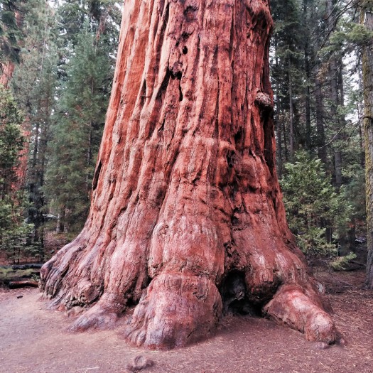 Le General Sherman, le séquoia le plus volumineux.