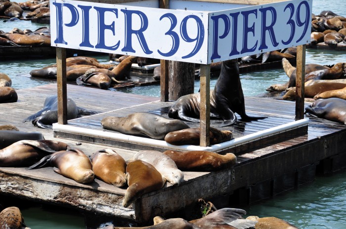 Fisherman’s Wharf, attraction majeure du port de San Francisco ; les lions de mers se sont établis ici, à la suite du violent tremblement de terre de Loma Prieta.