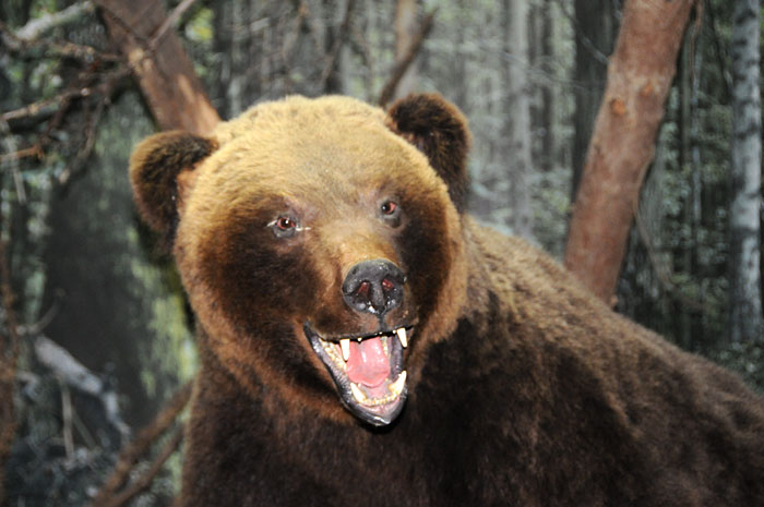 Un ours plus vrai que nature dans le musée du parc.