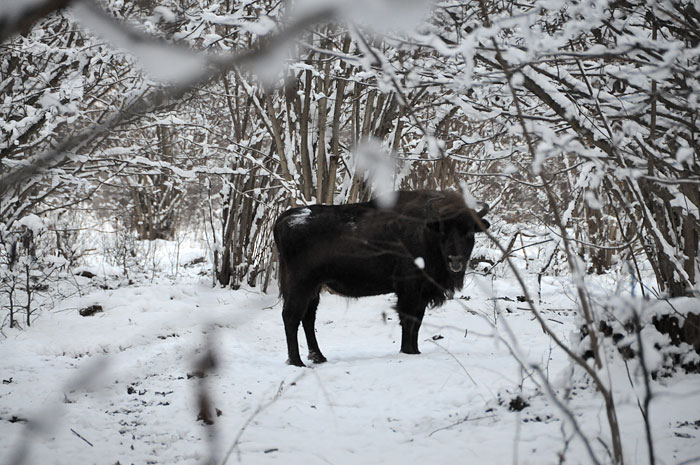 On ne croise pas facilement les bisons d’Europe en liberté dans le parc national de Bialowieza. Jean a eu la chance de prendre ce cliché au détour d’un sentier.