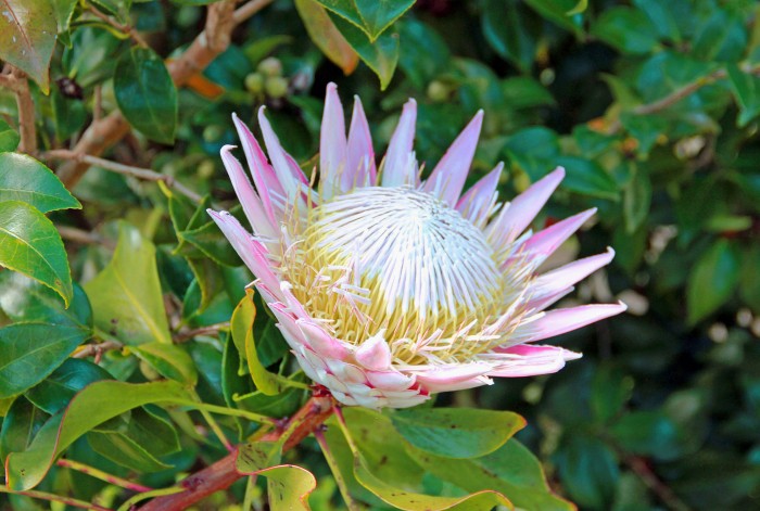 Les fleurs de Madère