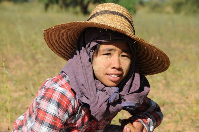 Jeune paysanne dans un champ de Bagan, au pied des temples.