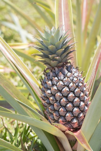 Ananas – Madagascar