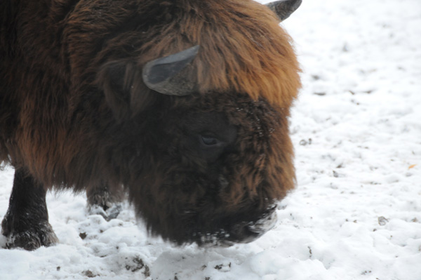 Bison d’Europe dans le parc national de Bialowieza