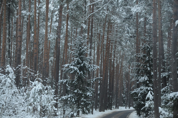 La dernière forêt primaire d’Europe, à 70 km au nord de Brest.