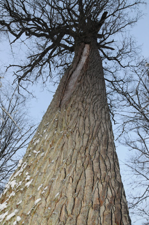 Arbre multi-séculaire dans la forêt biélorusse