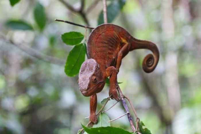 Caméléon dans le parc naturel de Mantadia.