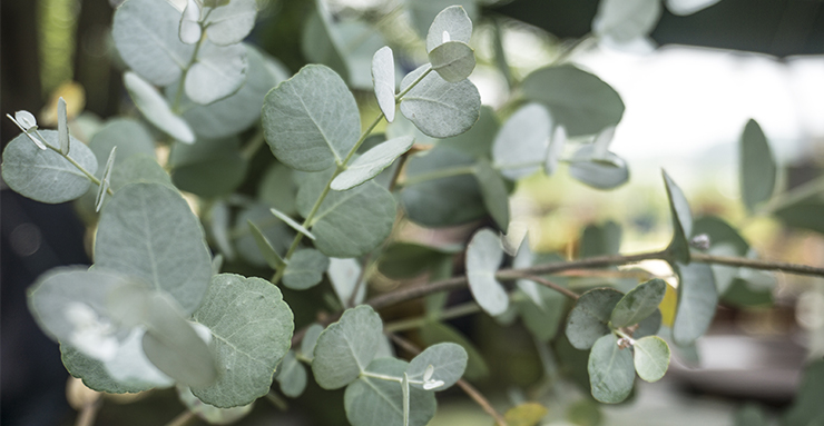 L'eucalyptus, l'odeur favorite de Manuel lorsqu'il arrive au Portugal près de son village