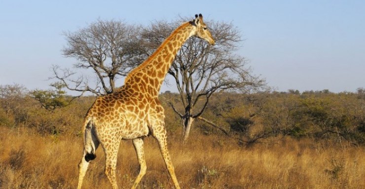 vignette-Parc-kruger-l-appel-de-la-savane